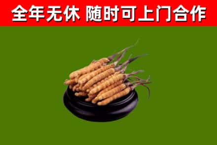 平江县回收散虫草