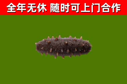 平江县回收海参干